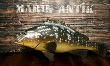 Taxidermied Fish