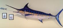 Mavi Marlin