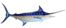Mavi Marlin