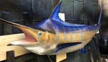 Mavi Marlin