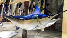 Mavi Marlin