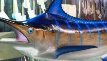 Mavi Marlin